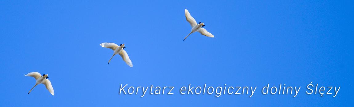 Baner 04